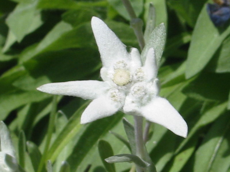 alpine-edelweiss.jpg